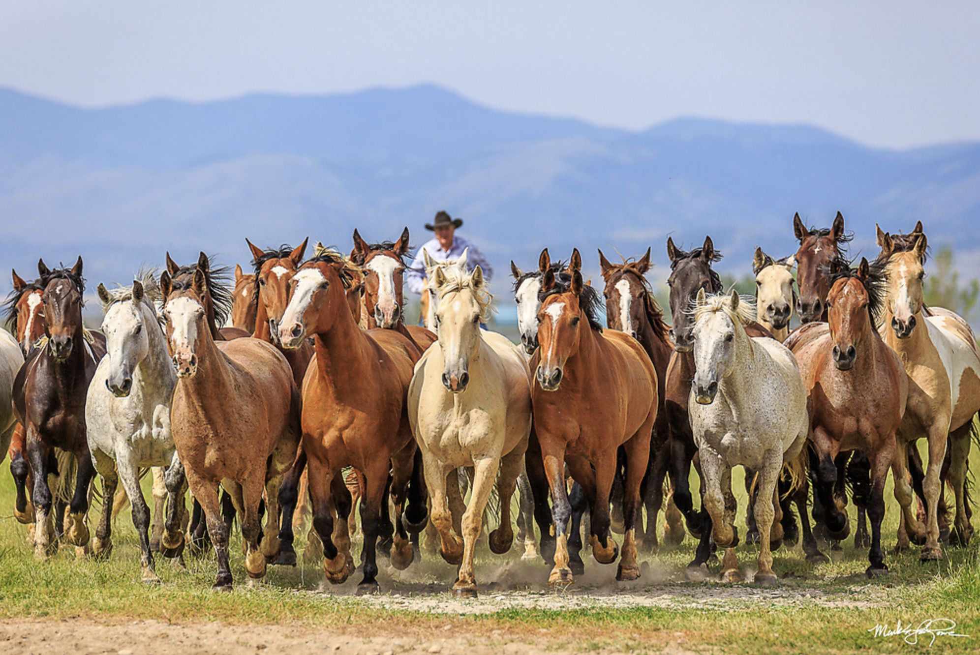 Horse Drive ML.png