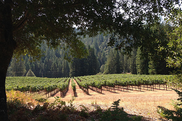 A California Superstar in the Making: Wentworth Vineyards