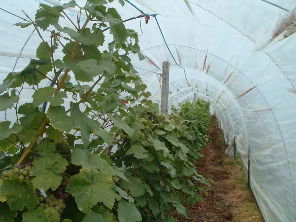 Lusca Vineyards in Ireland
