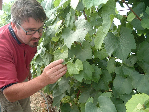 David Llewellyn at Lusca Vineyards