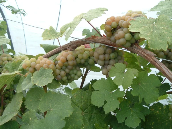 Grapes on the Vine at Lusca Vineyards, Ireland