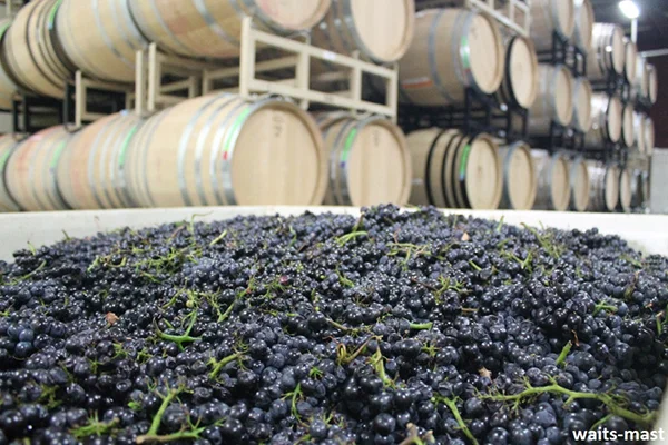 Mariah grapes hanging out in the cold room before sorting on Sept. 15, 2016. Photo: J. Waits