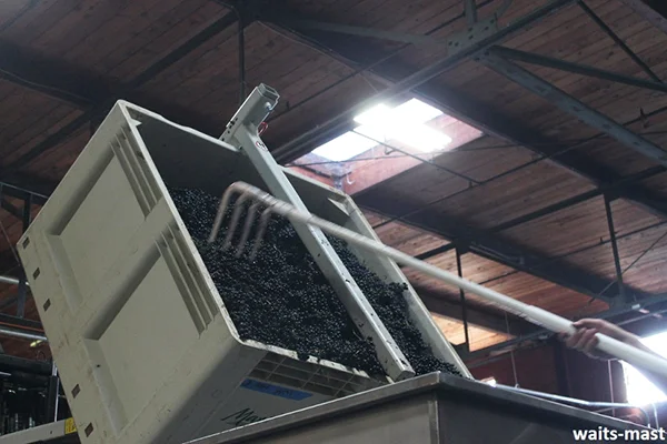 Dumping fruit from bin onto the sorting table. Photo: J. Waits