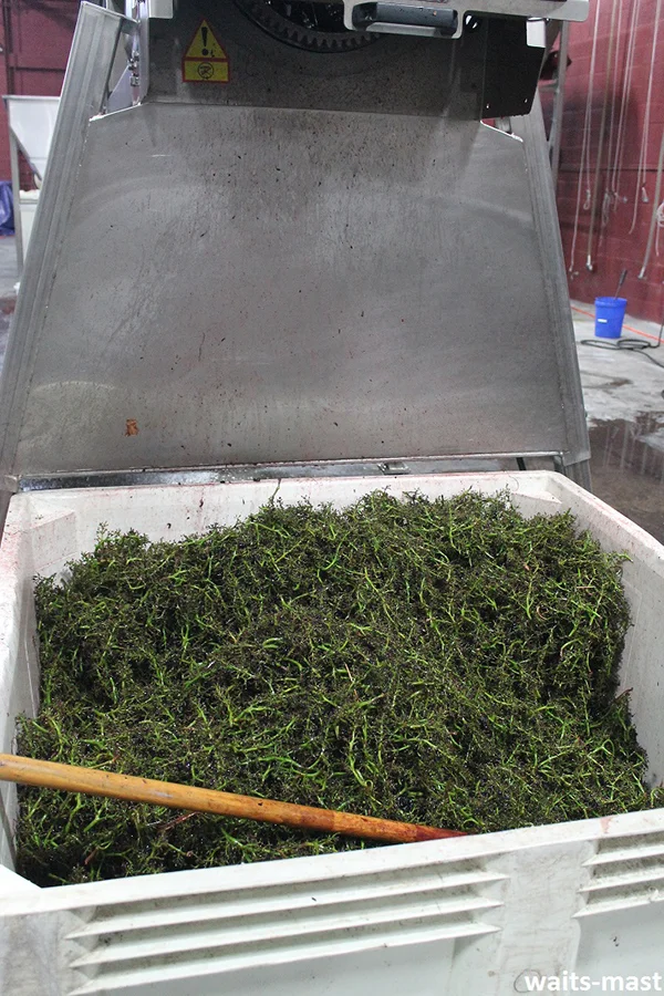 Bin full of stems that have been removed from the grapes after sorting. Photo: J. Waits