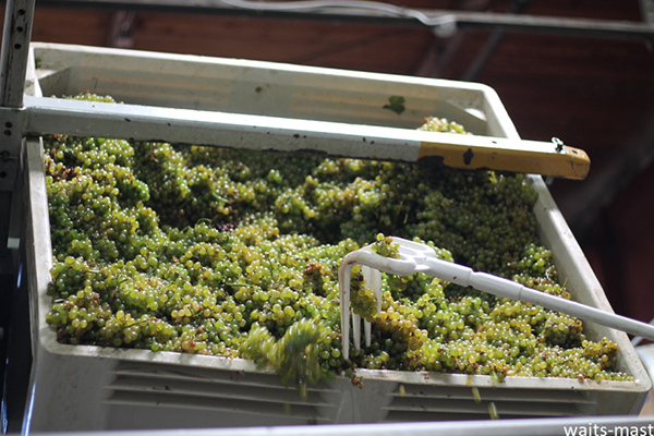 Preparing to hand sort Waits-Mast Sauvignon Blanc grapes from Mariah Vineyards. Photo: J. Waits/Waits-Mast Family Cellars