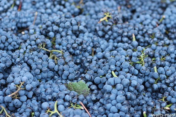Waits-Mast Pinot Noir fruit from Nash Mill Vineyard. Photo: J. Waits/Waits-Mast Family Cellars