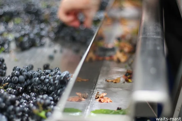 Sorting table with MOG (material other than grapes) in tray to the right. Photo: J. Waits/Waits-Mast Family Cellars