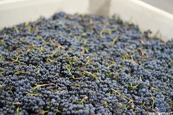 Pinot Noir clusters from Wentzel Vineyard from September 15, 2017 pick. Photo: J. Waits/Waits-Mast Family Cellars