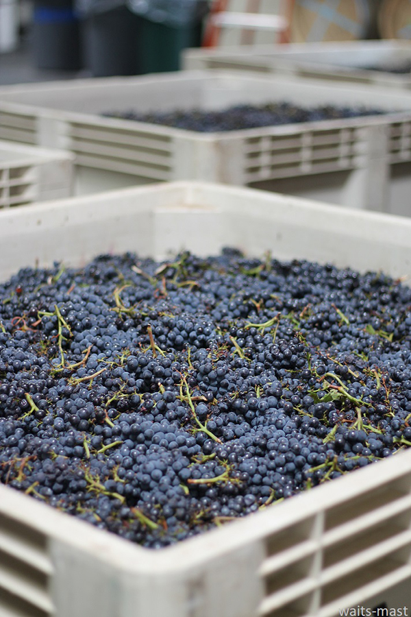 Bins of Wentzel pinot noir grapes soon after arrival at winery. Photo: J. Waits/Waits-Mast Family Cellars
