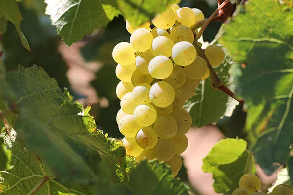 Mariah Vineyard, Mendocino Ridge