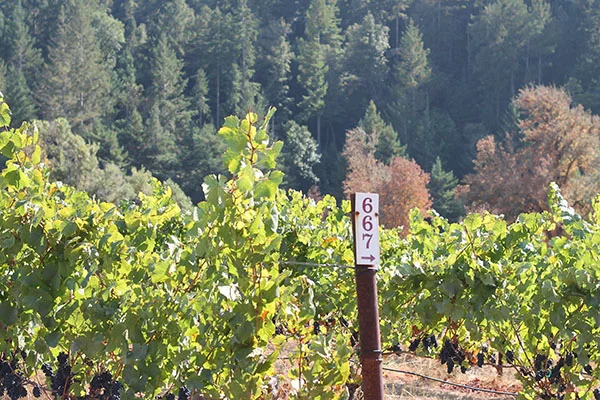 Oppenlander Vineyard,  Mendocino County