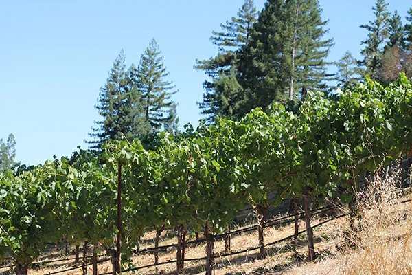 Wentzel Vineyard, Anderson Valley