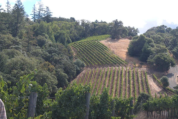 Deer Meadows Vineyard, Anderson Valley