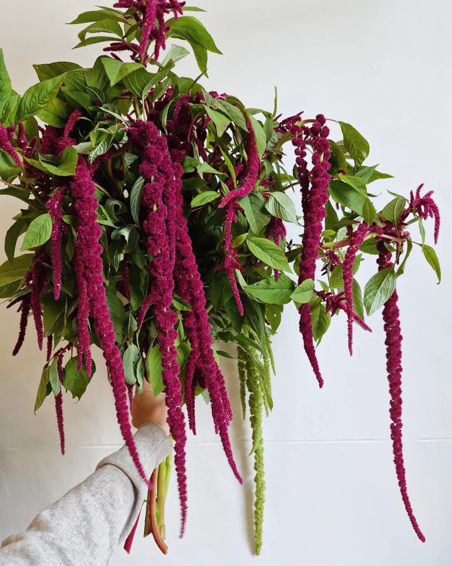 Love-lies-bleeding treat ingredient this week.