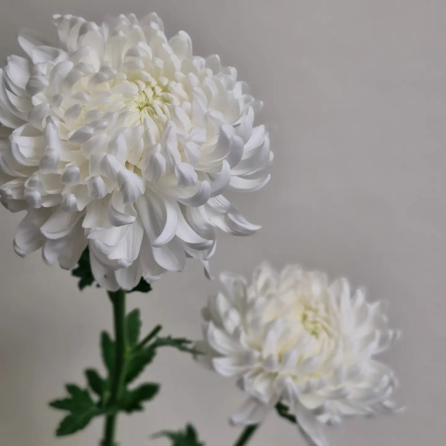 Cloud chrysanthemums are back!
Graduating in the next few weeks? Make sure you order early x