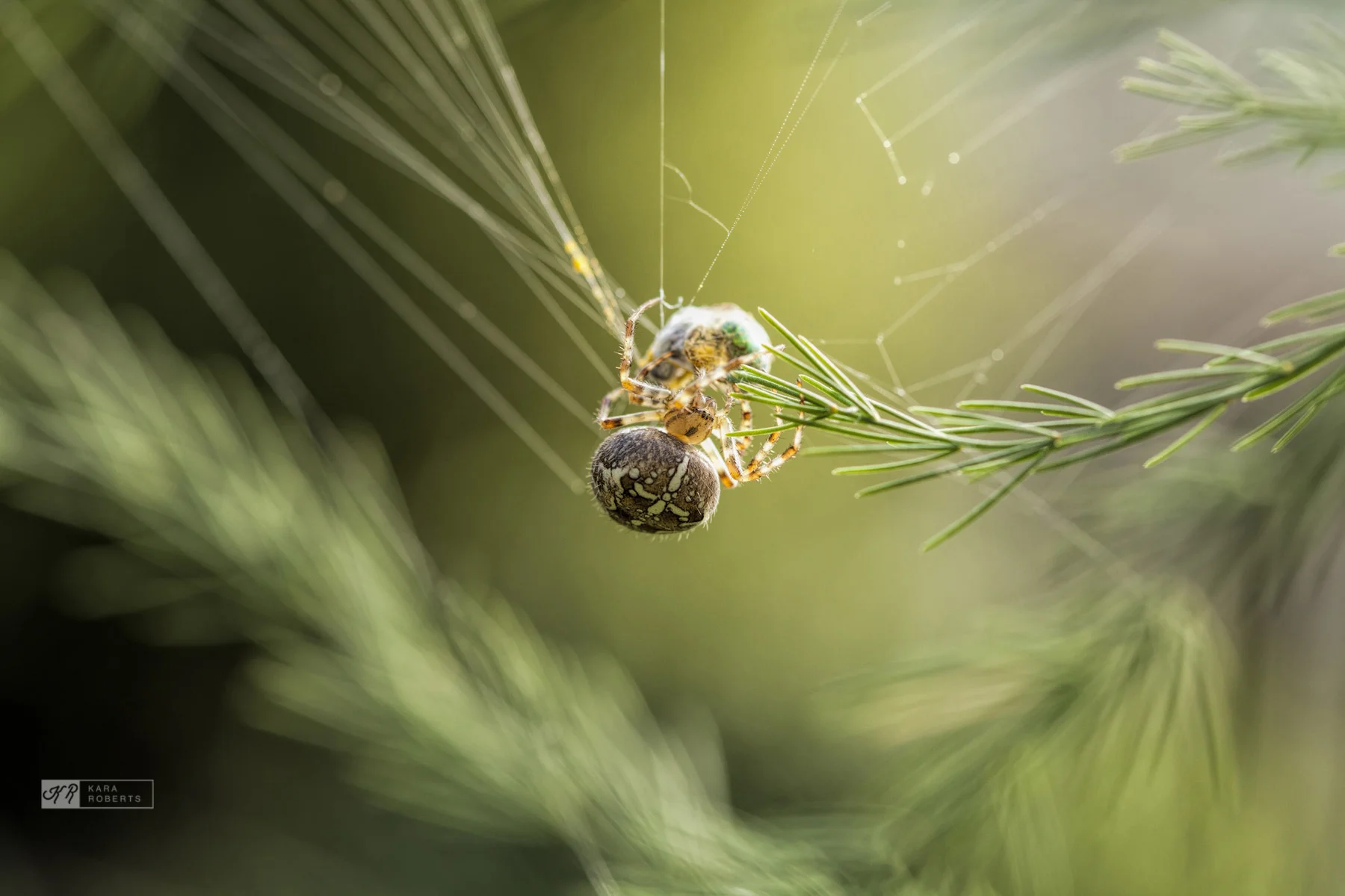 backlit spider.jpg