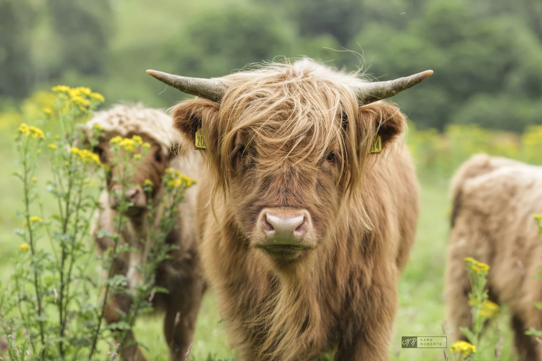 highland cow 8.jpg