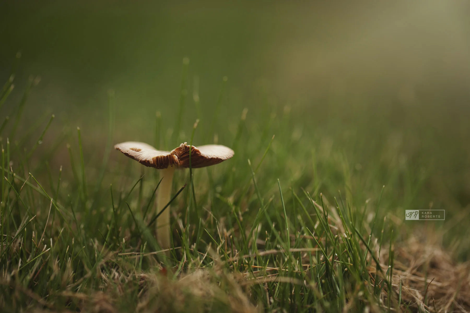 mushroom.jpg