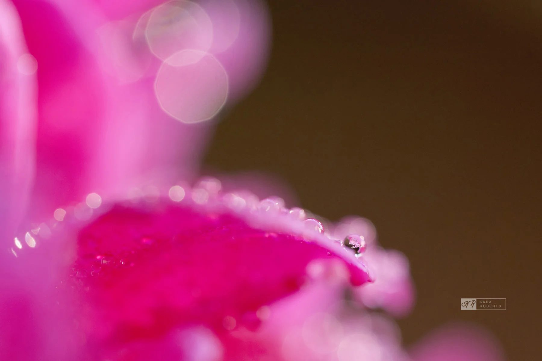 peony refraction.jpg