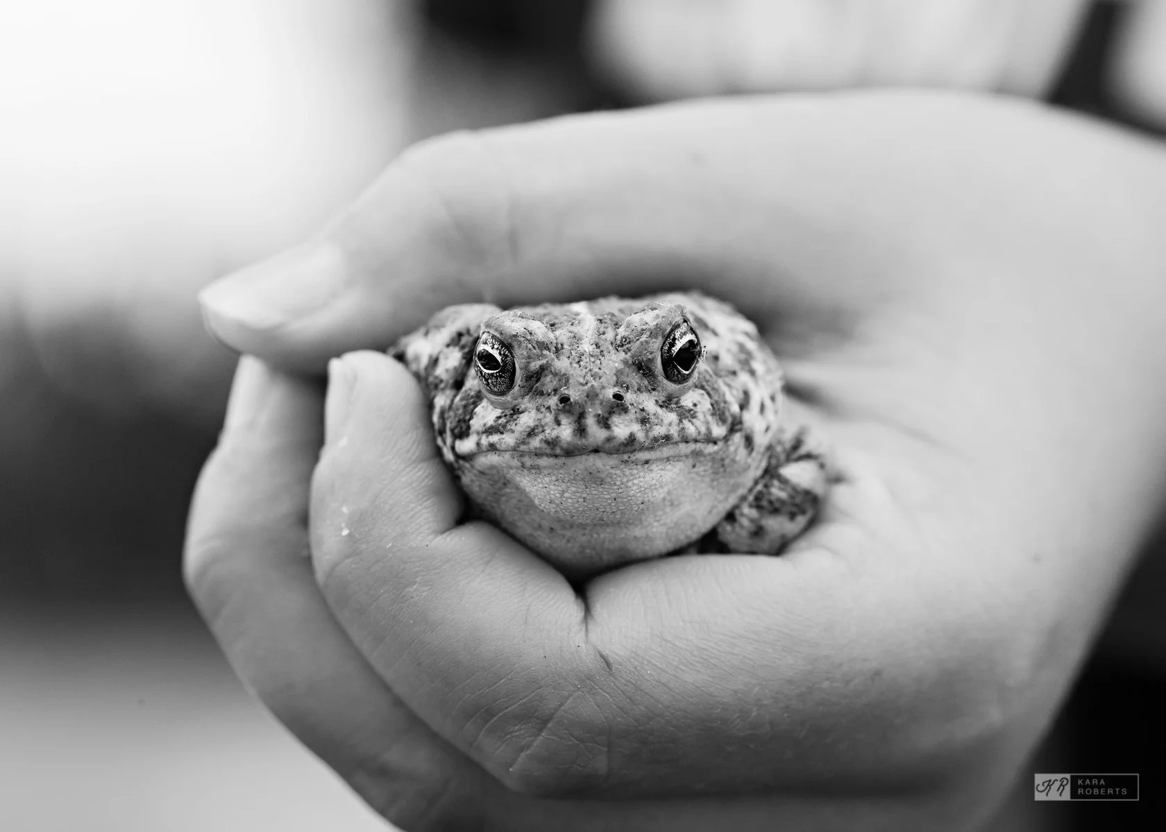 toad.jpg
