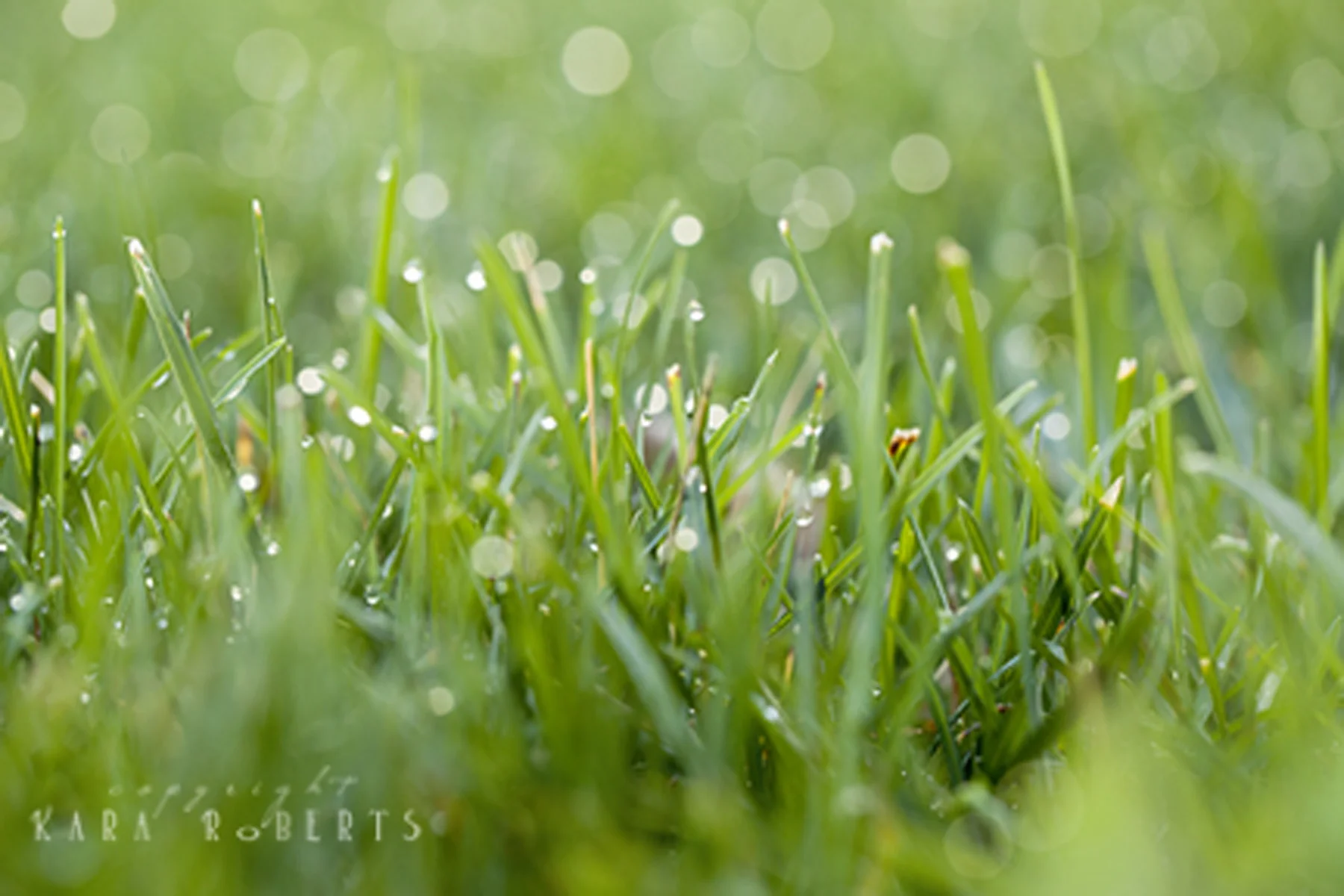 grass water bokeh 4.jpg