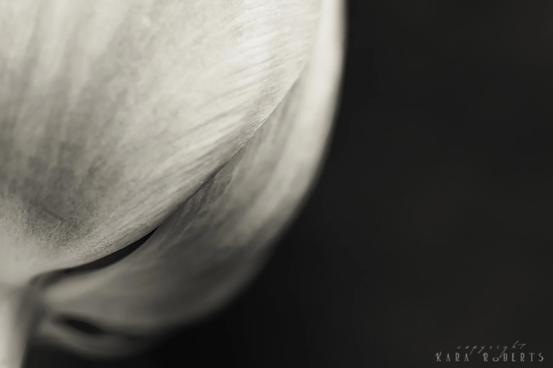 tulip b&w.jpg