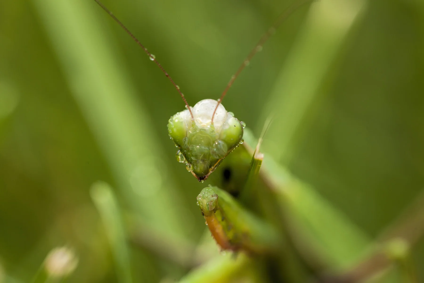 mantis Sep 17 (2).jpg