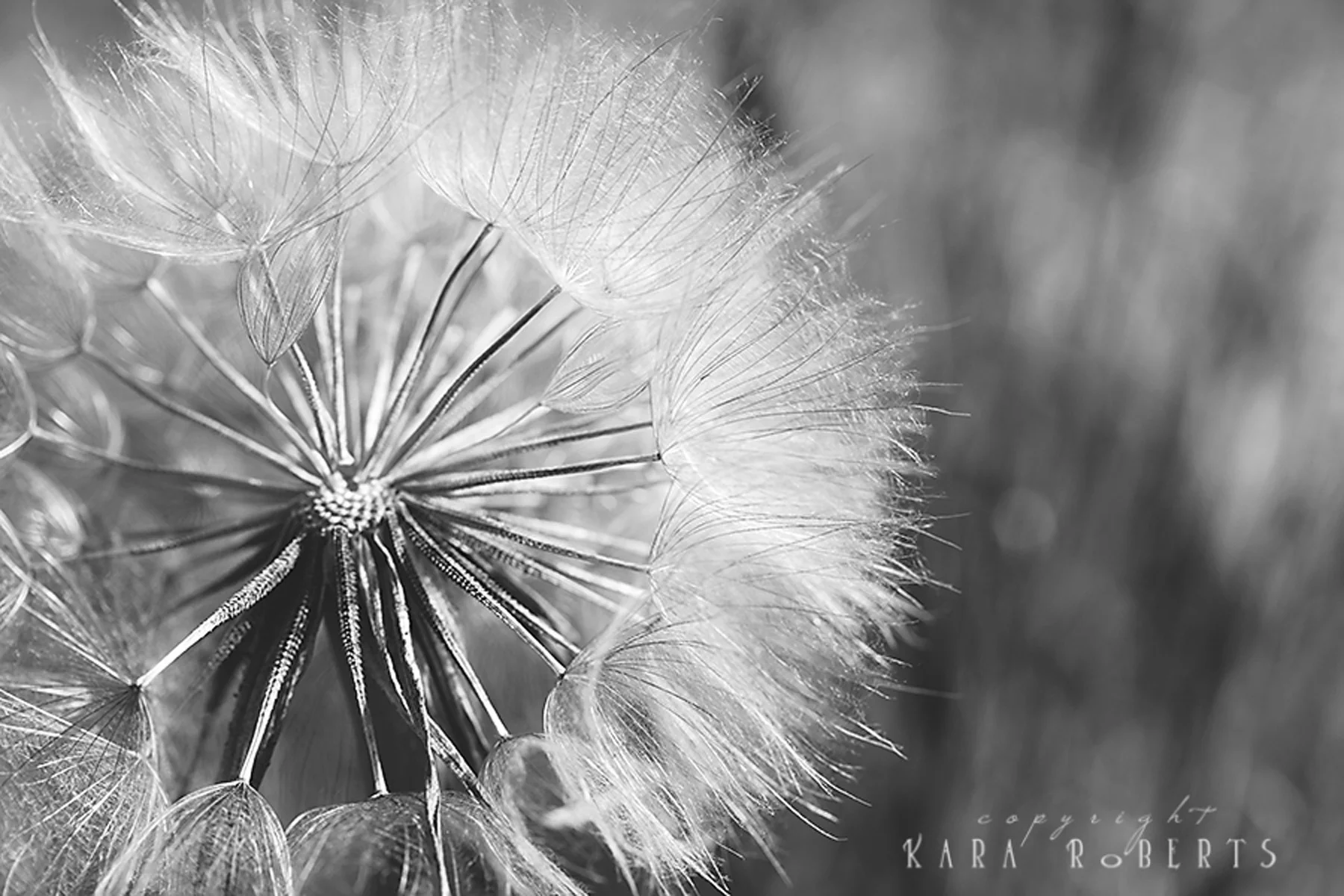 dandelion july 13.jpg