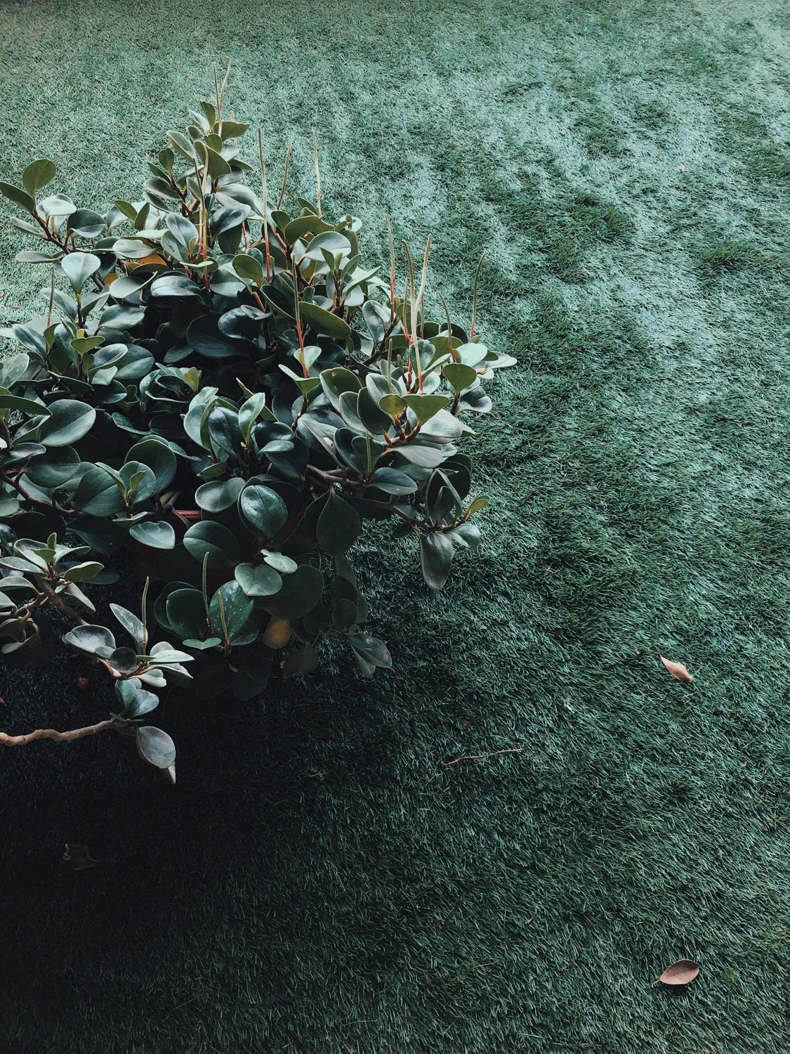 2015 - 2019 Selected images Ich schreibe Dir später is a visual narrative about the photographer's travels and encounters. Entirely shot with her phone, this series of images attempts to transmit a mood of comfortable solitude, while intentionally leaving space to the viewer's own imagination. A selection of images was assembled into a publication by Rollbuch Verlag in 2017.