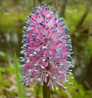 Wetland flower.jpg