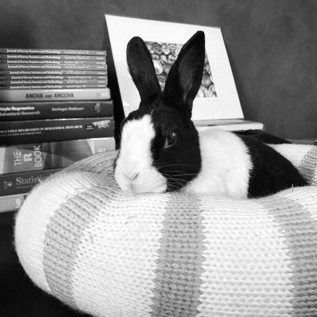 Pancake, original office resident and mascot