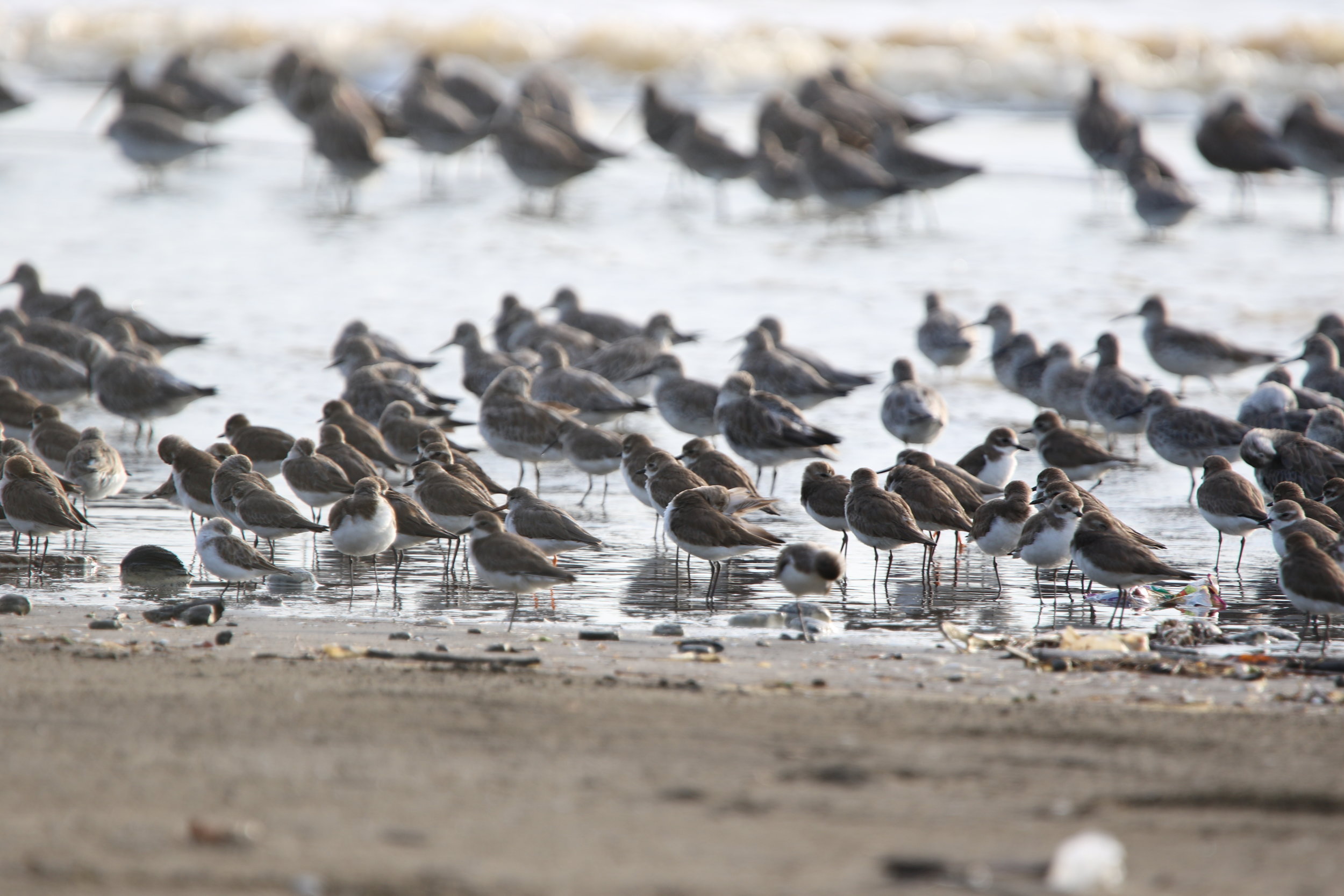  There were thousands of them 