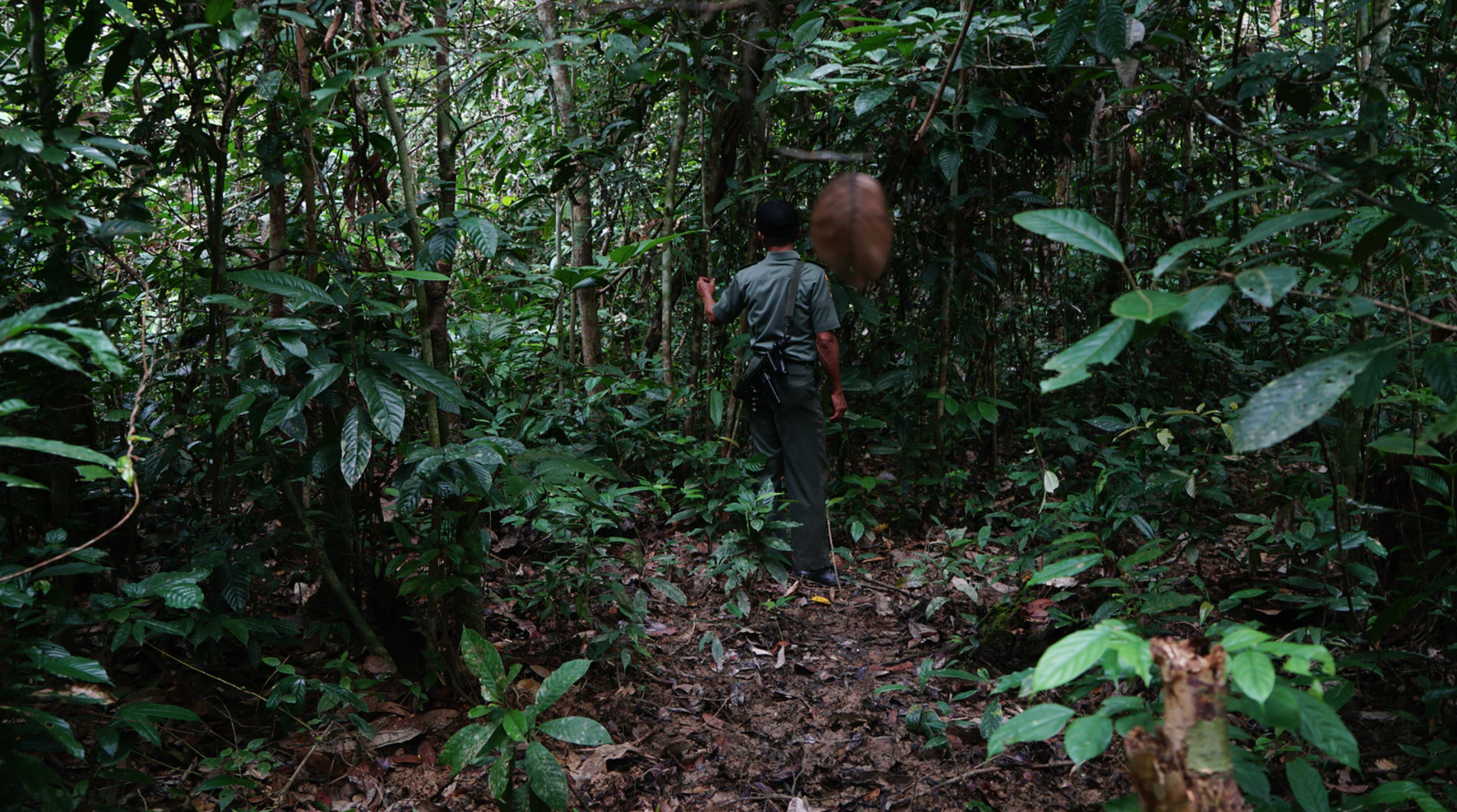 Suratman checking for jerats in the field