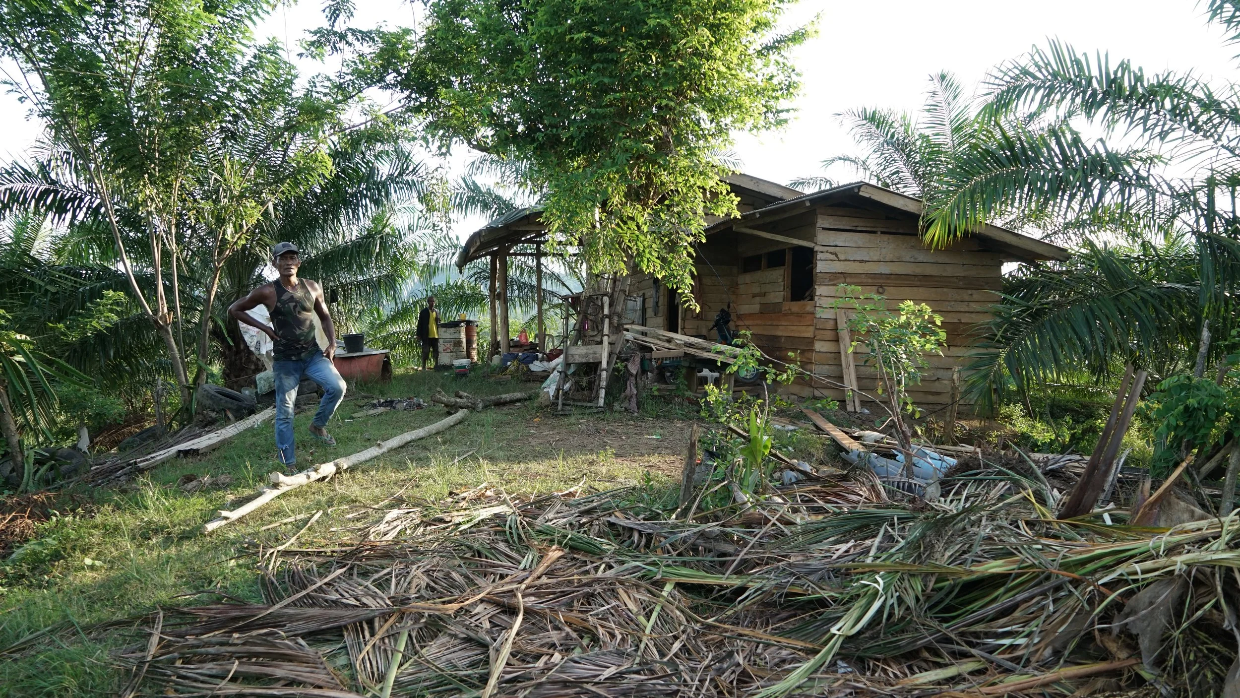  A farmer standing in front of his brother’s house that was the recent target of a rampage by an adult elephant and its calf. The animals ate the palm shoots, killing off the trees. Image by Fieni Aprilia for Mongabay.   