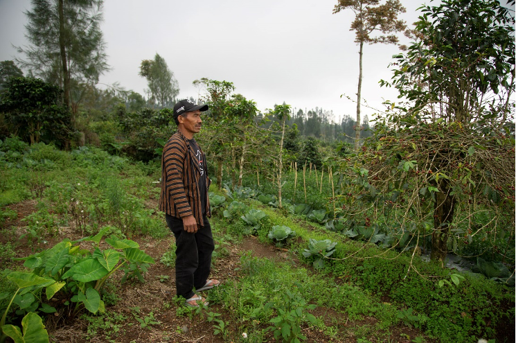  Tuhar looking at his vegetable crops that are planted next to his coffee plants    “In the past four years, tobacco has become unhealthy in terms of its marketing. That's why I encouraged [the other farmers] to grow other crops.”   One of the main i