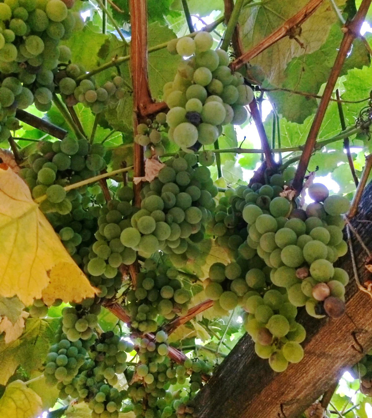 grapes.jpg
