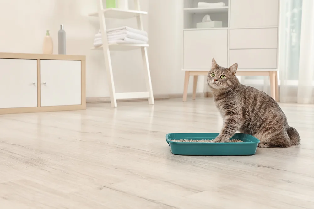 Want to Hide Your Litter Box? Create A Kitty Corner!
