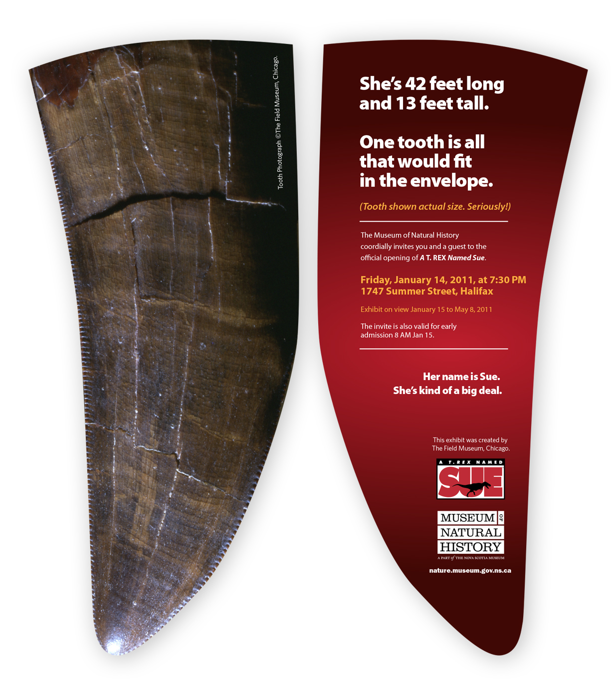 Die cut exhibit invitation created in the exact size of a T-rex tooth (9 inches!).