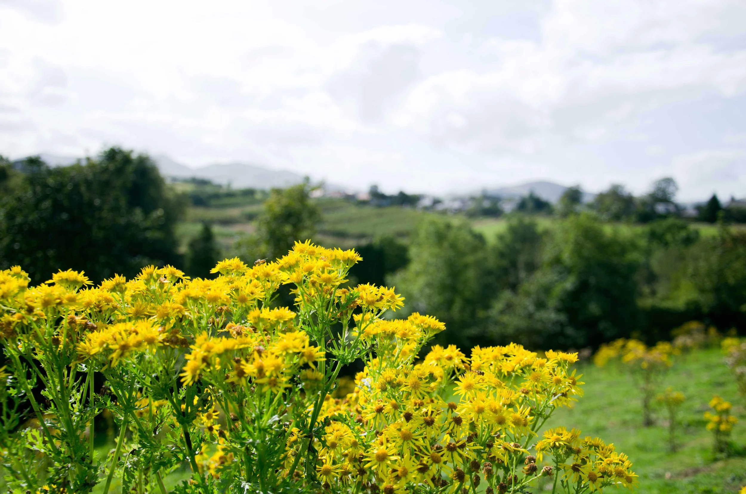 Rosslyn Castle2.jpg