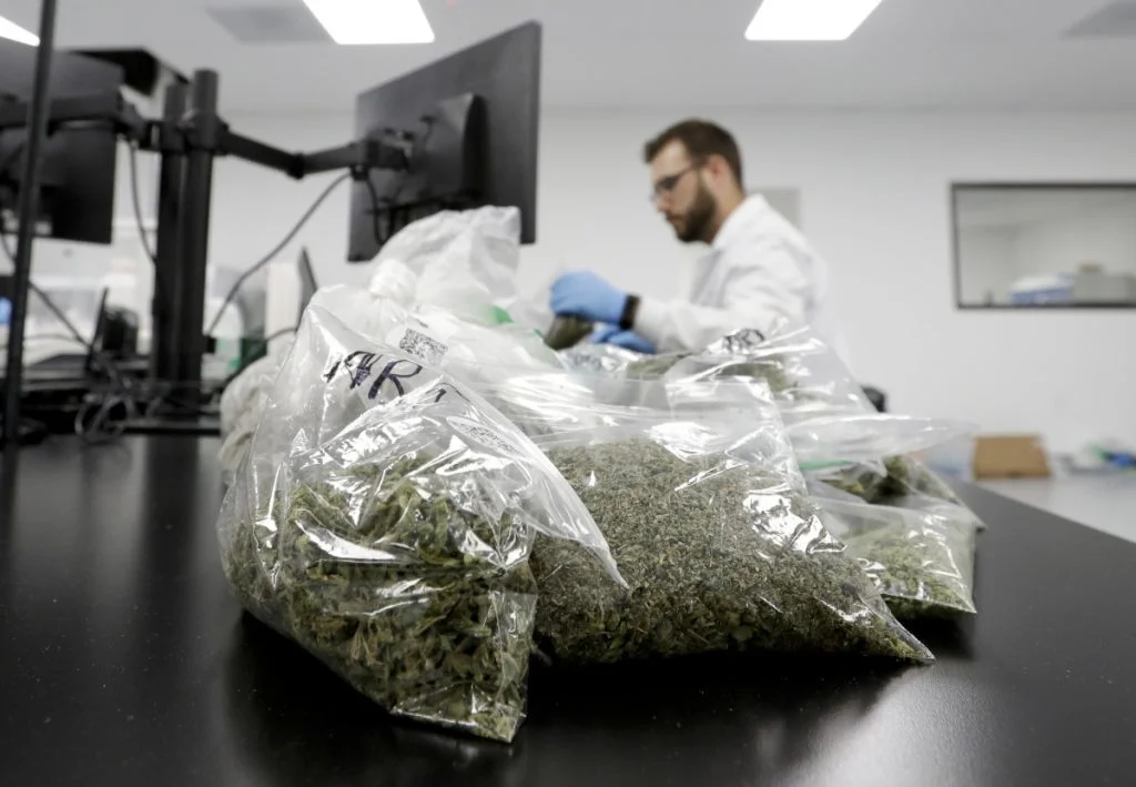 Marijuana samples await testing at Cannalysis, a testing laboratory in Santa Ana, Calif. Cannalysis has found mold on some cannabis products but the sample still passed current state tests, leading the company to urge regulators at a state hearing last month to add a new test that company officials say can detect a large number of potentially harmful species of mold and yeast not currently covered in state guidelines. Associated Press/Chris Carlson