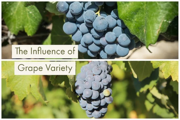 the influence of grape variety.jpg