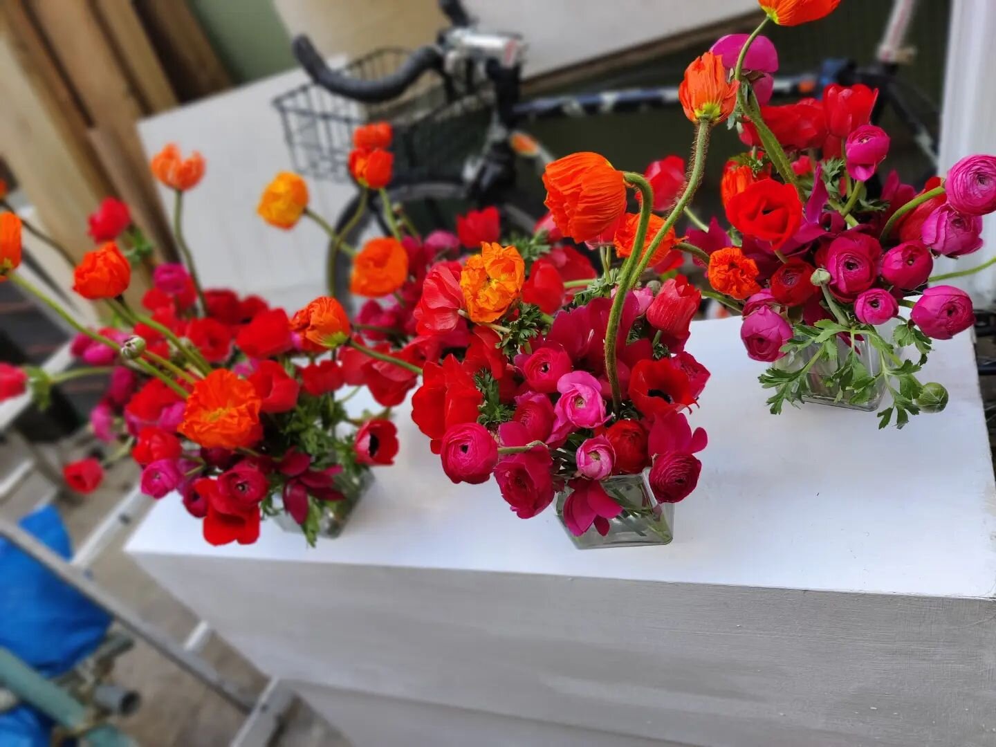 🧡Unfiltered flowers for a birthday party. Fave thing this last season was cyclamen cuttings and stems. 🧡The most beautiful matte cerise colour. Just a vibe for a #foamfree table runner.
-
-
-
@catelebon 🎹 what you said was nice, when my face turne