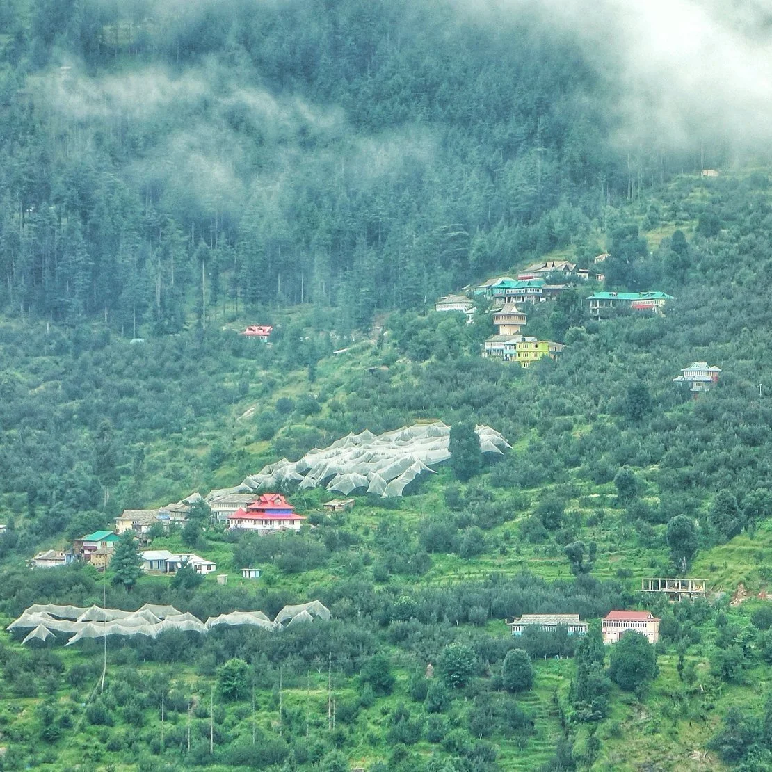 Apple Orchards in Kotkhai Kotgarh Area in Simla District in Himachal Pradesh