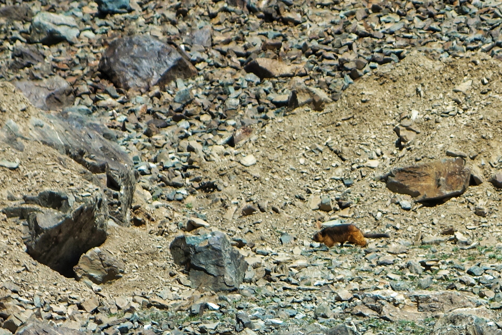 Himalayan Marmots AKA the Gold-Digging Ants of Herodotus - Photorator