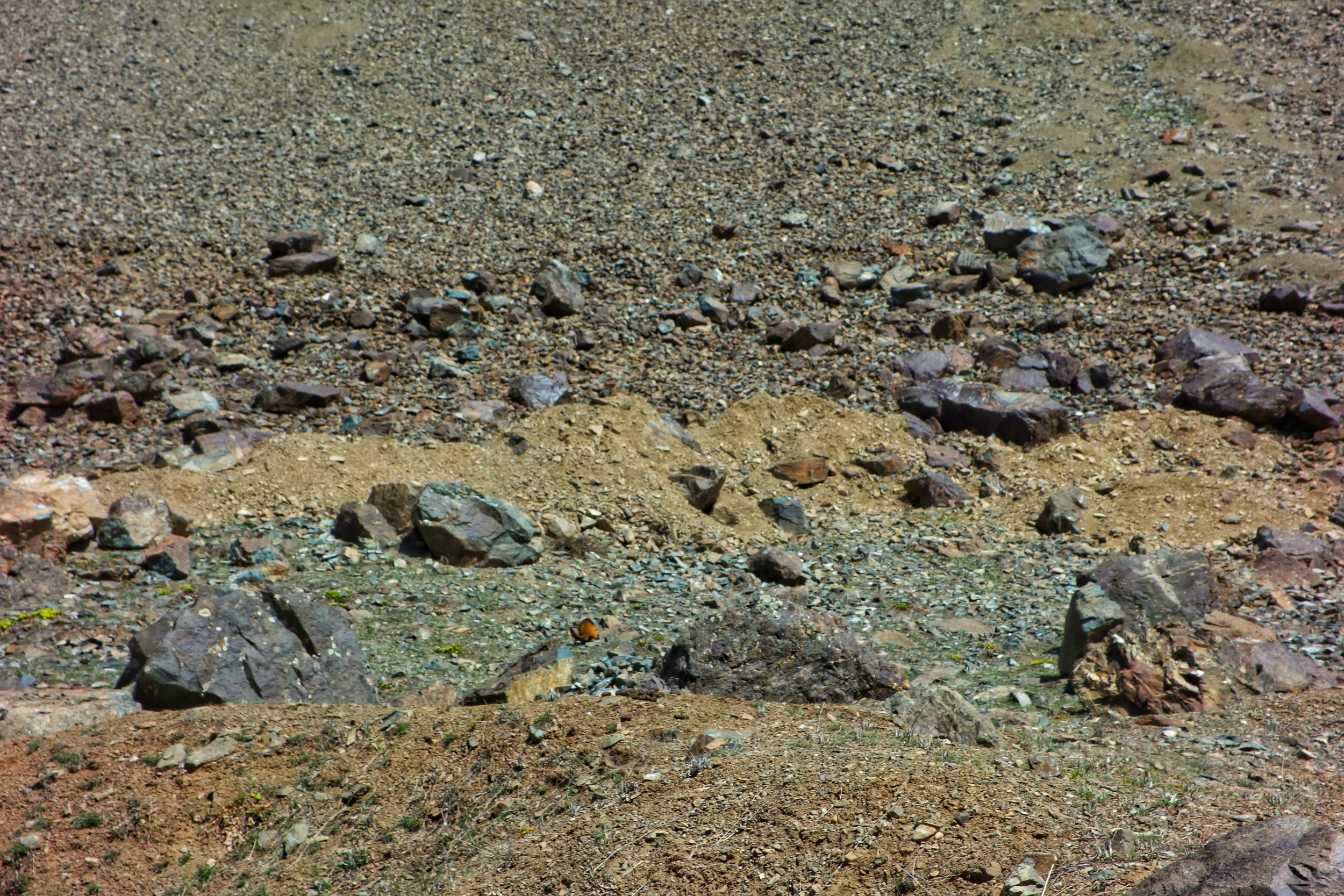 DSC01957-01.jpeg