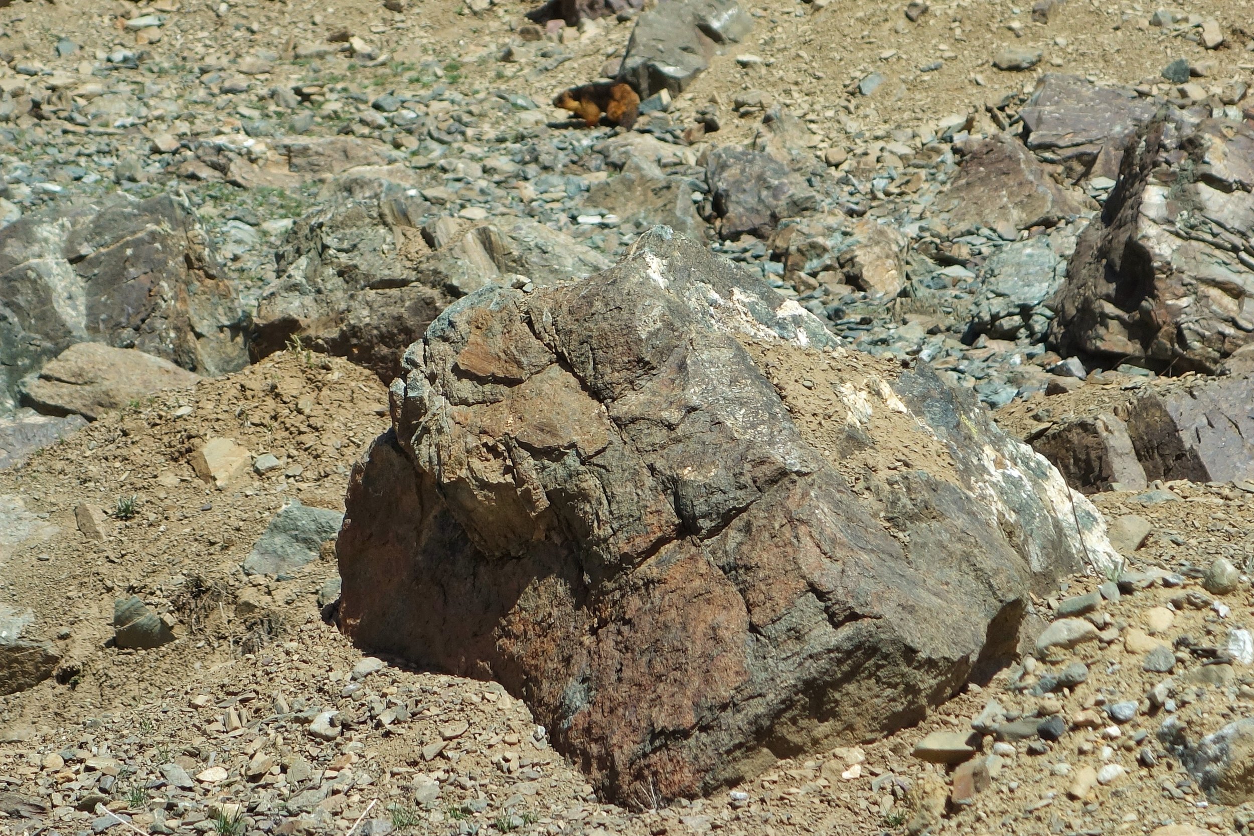 Himalayan Marmots AKA the Gold-Digging Ants of Herodotus - Photorator