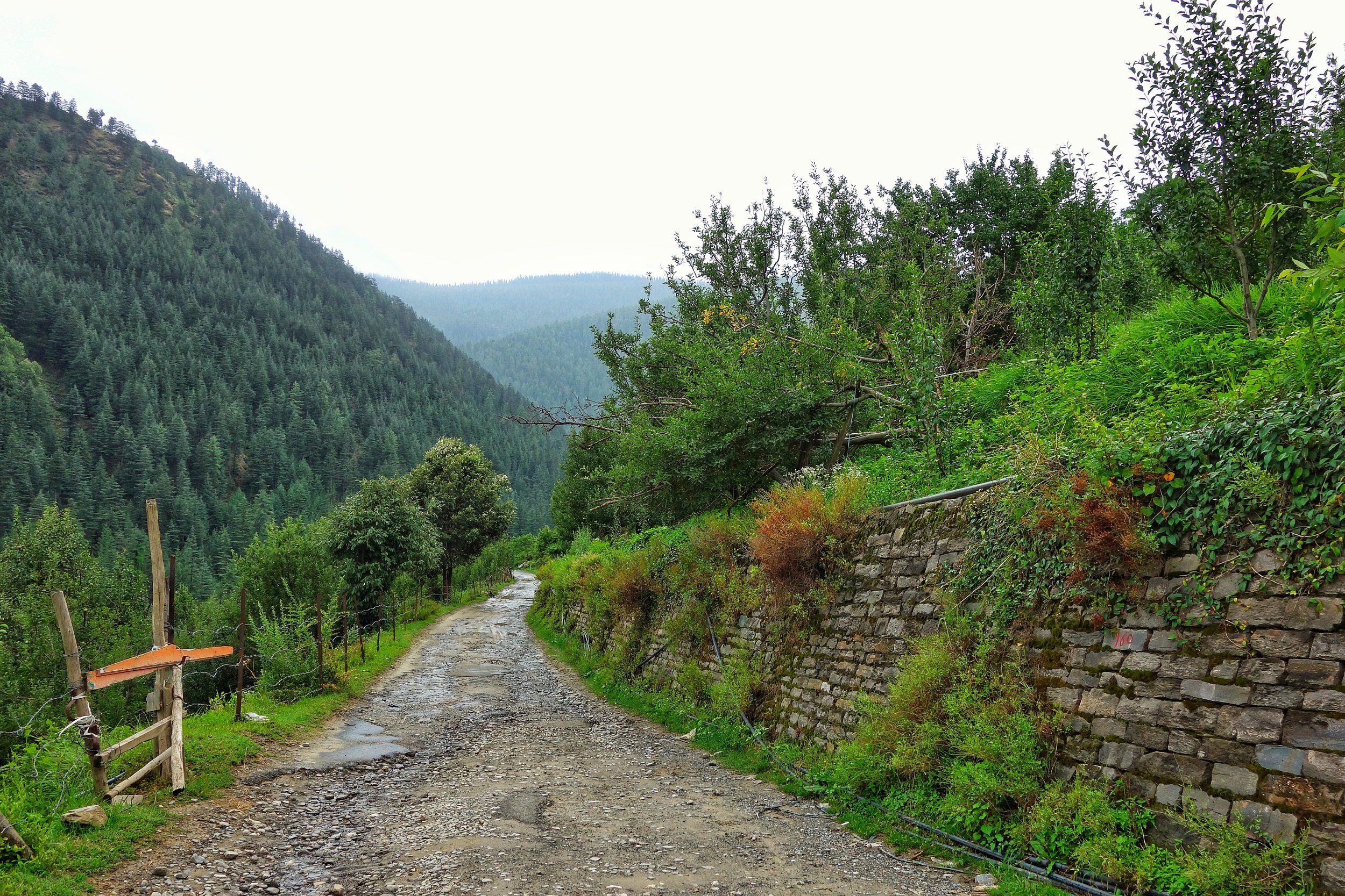 The Road cutting through the Orchards on either side. Nowadays its Motorable.
