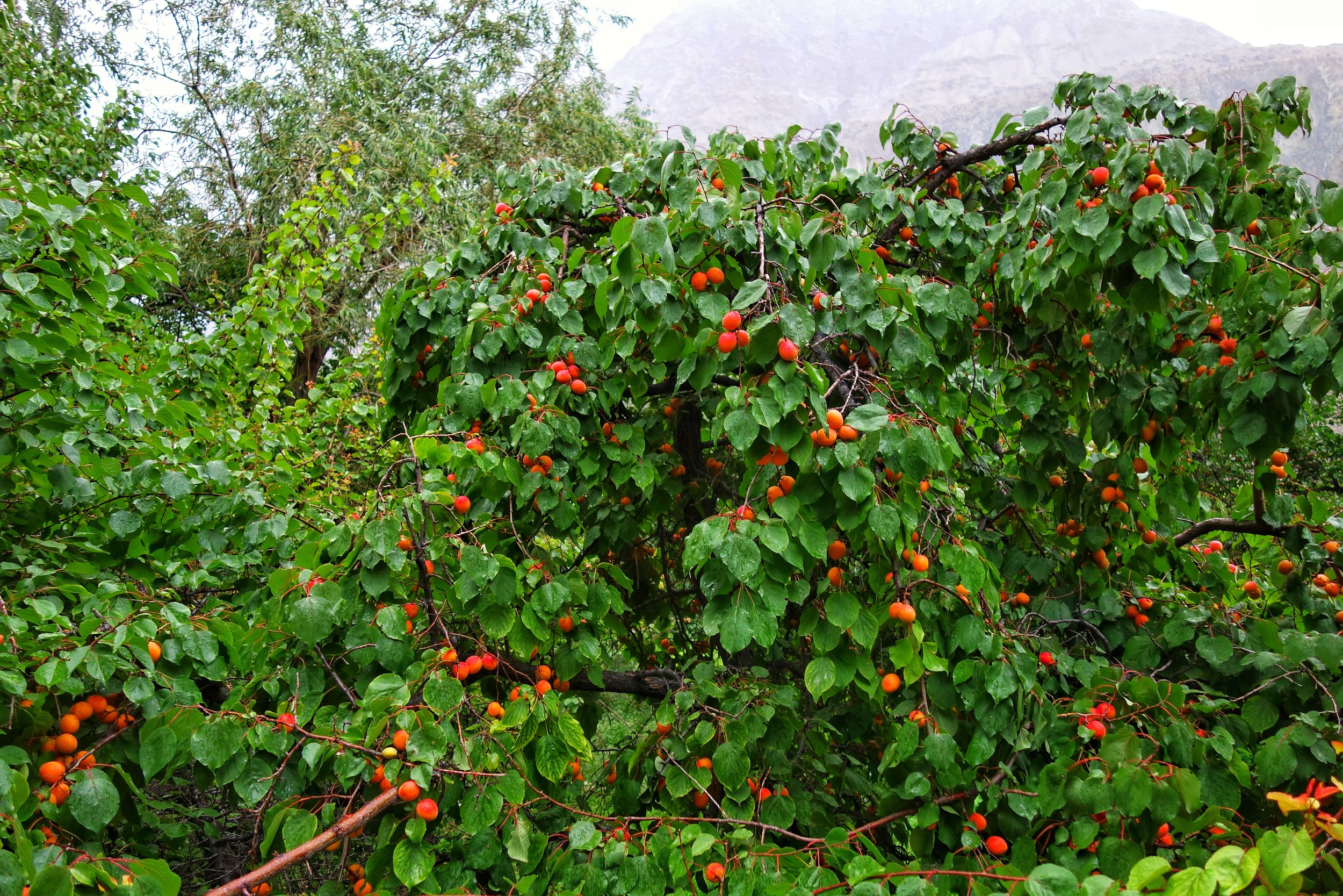 Apricots at Thang Village