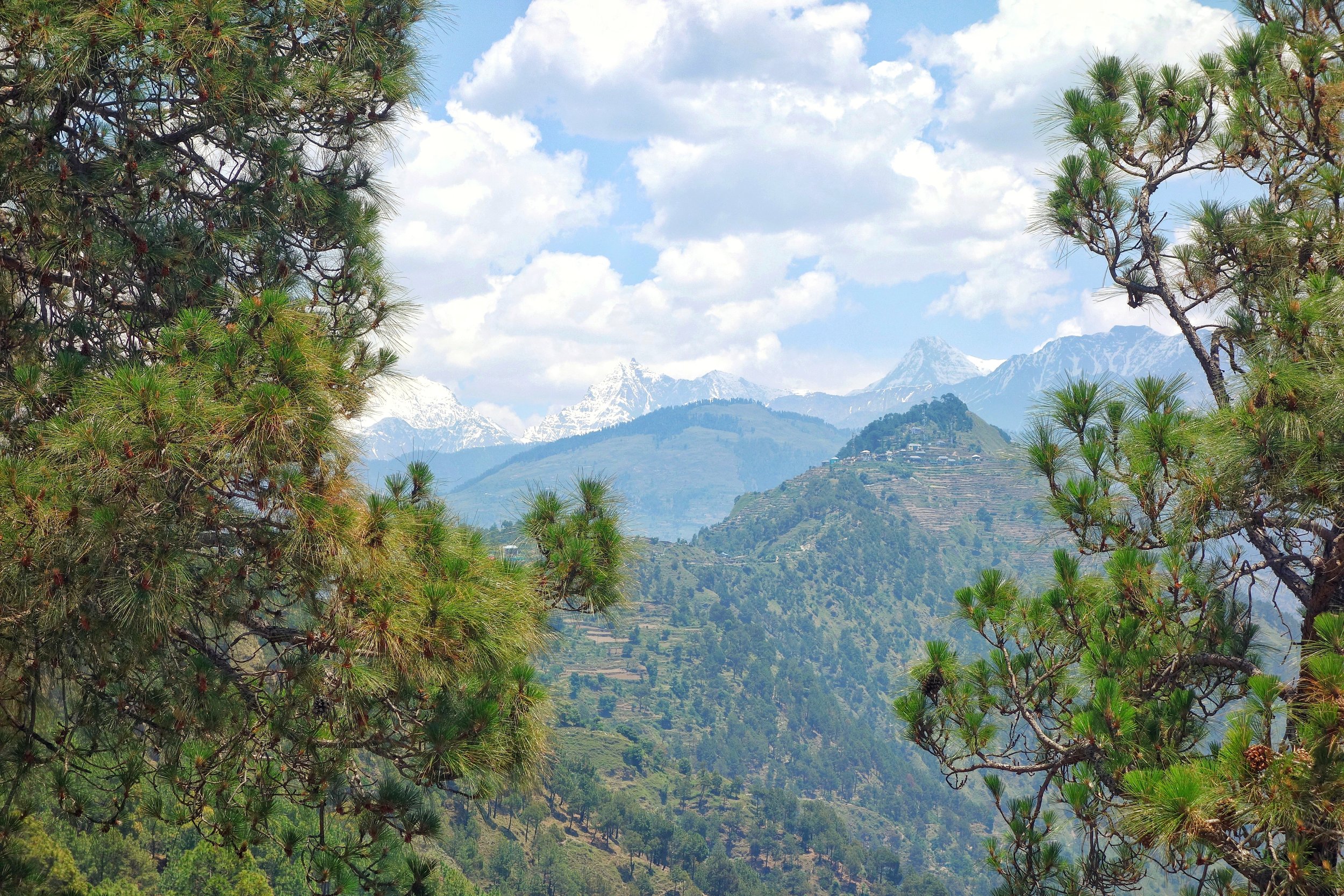 shoolini-chamba-DSC03713-01.jpeg