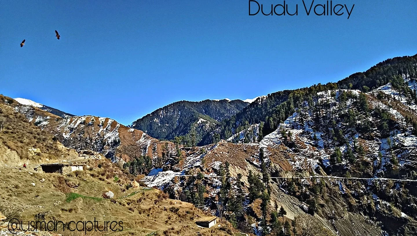 The Dudu Timber Saga